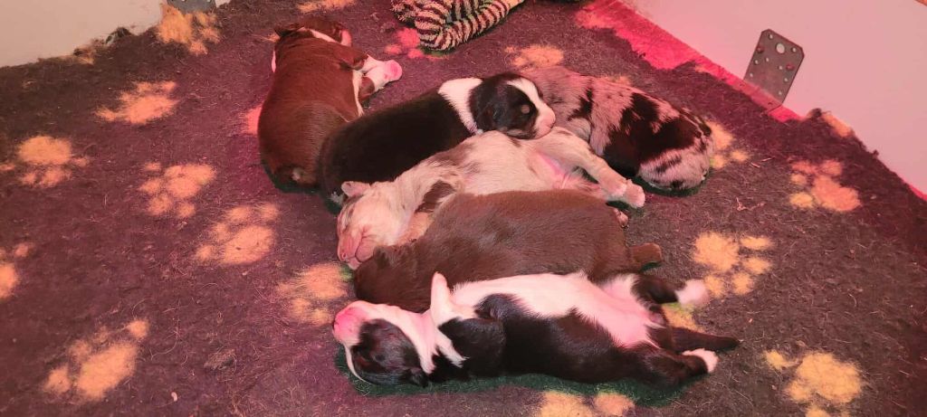 Chiot Berger Américain Miniature  du Mas Willangga