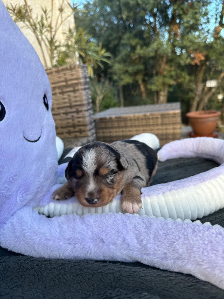 du Mas Willangga - Chiots disponibles - Berger Américain Miniature 