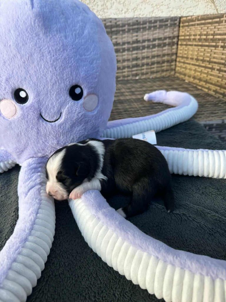 du Mas Willangga - Chiots disponibles - Berger Américain Miniature 