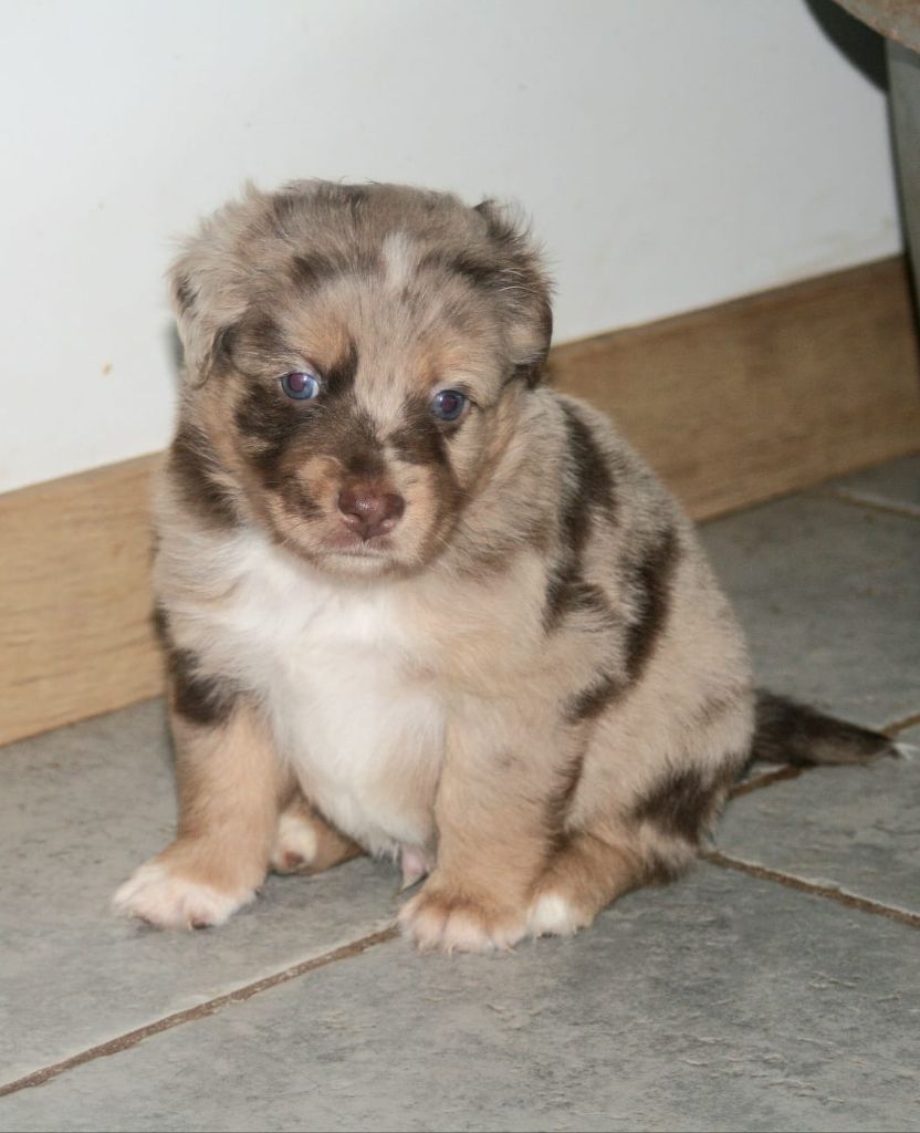 du Mas Willangga - Chiots disponibles - Berger Américain Miniature 