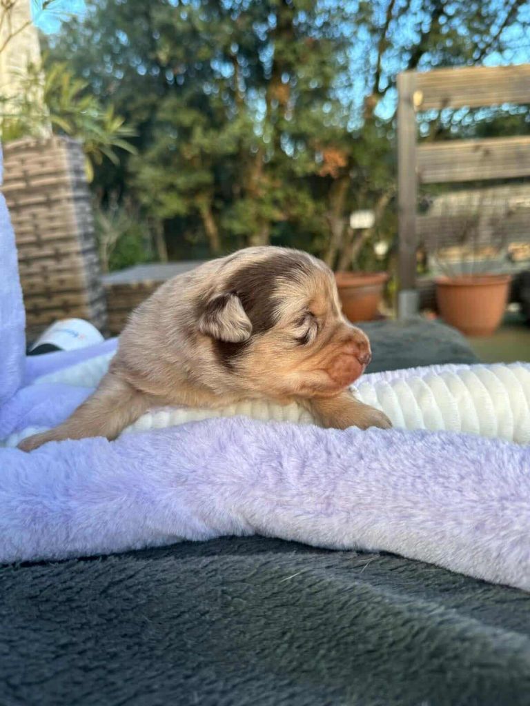 du Mas Willangga - Chiots disponibles - Berger Américain Miniature 