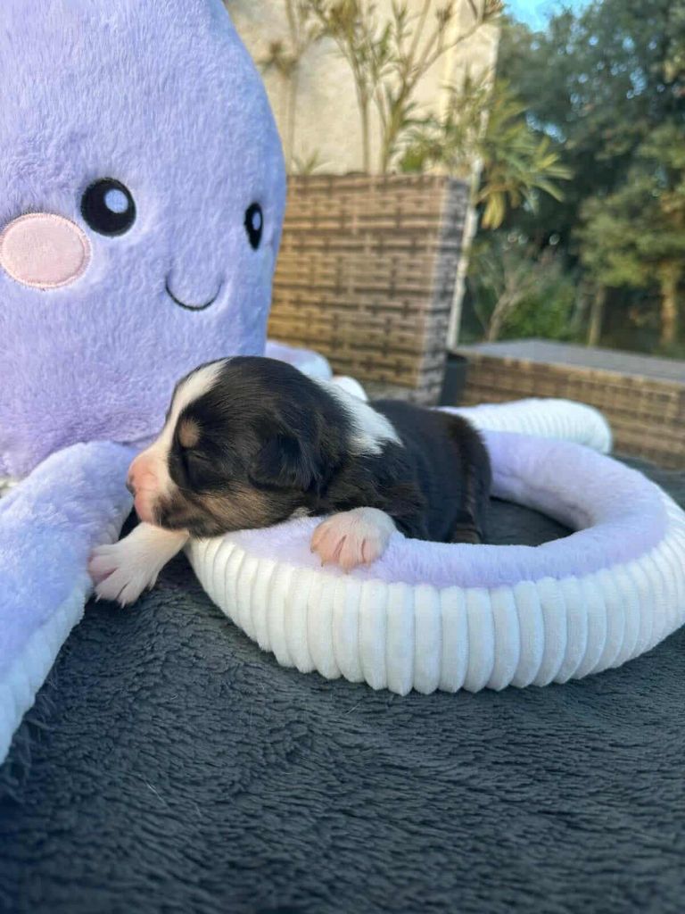 du Mas Willangga - Chiots disponibles - Berger Américain Miniature 