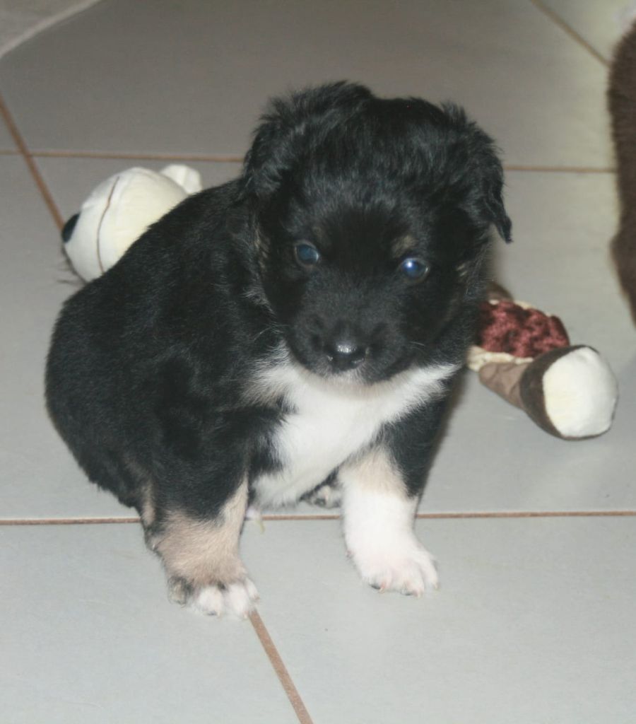 du Mas Willangga - Chiots disponibles - Berger Américain Miniature 
