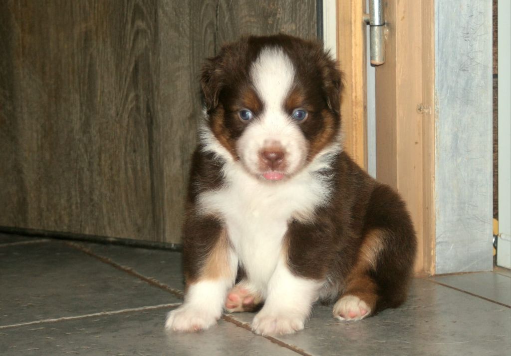 du Mas Willangga - Chiots disponibles - Berger Américain Miniature 
